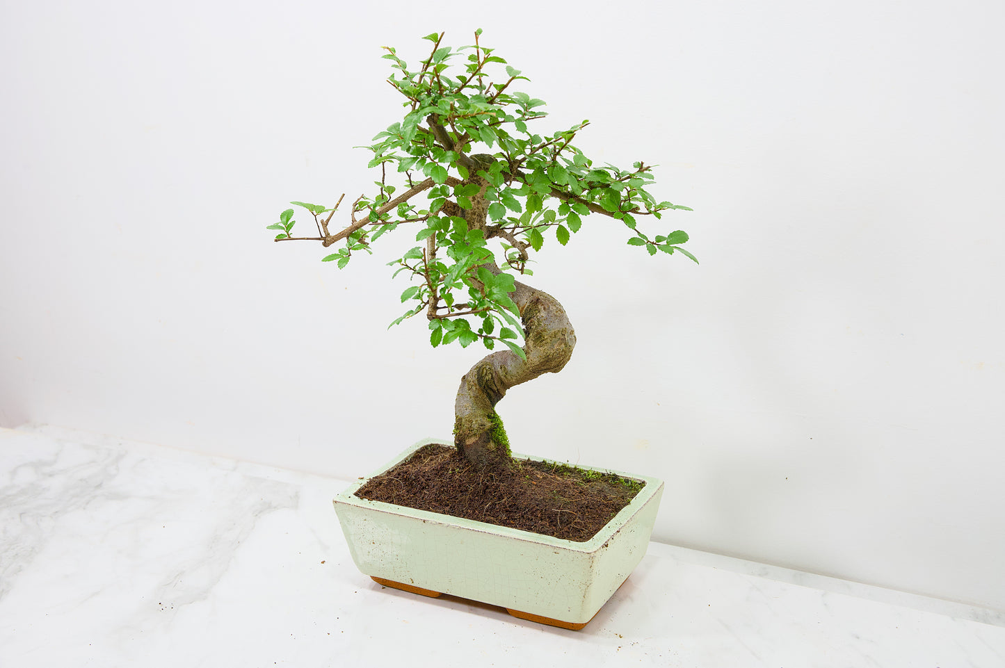 Chinese Elm Bonsai and Care Kit in 18cm Cream Ceramic Pot