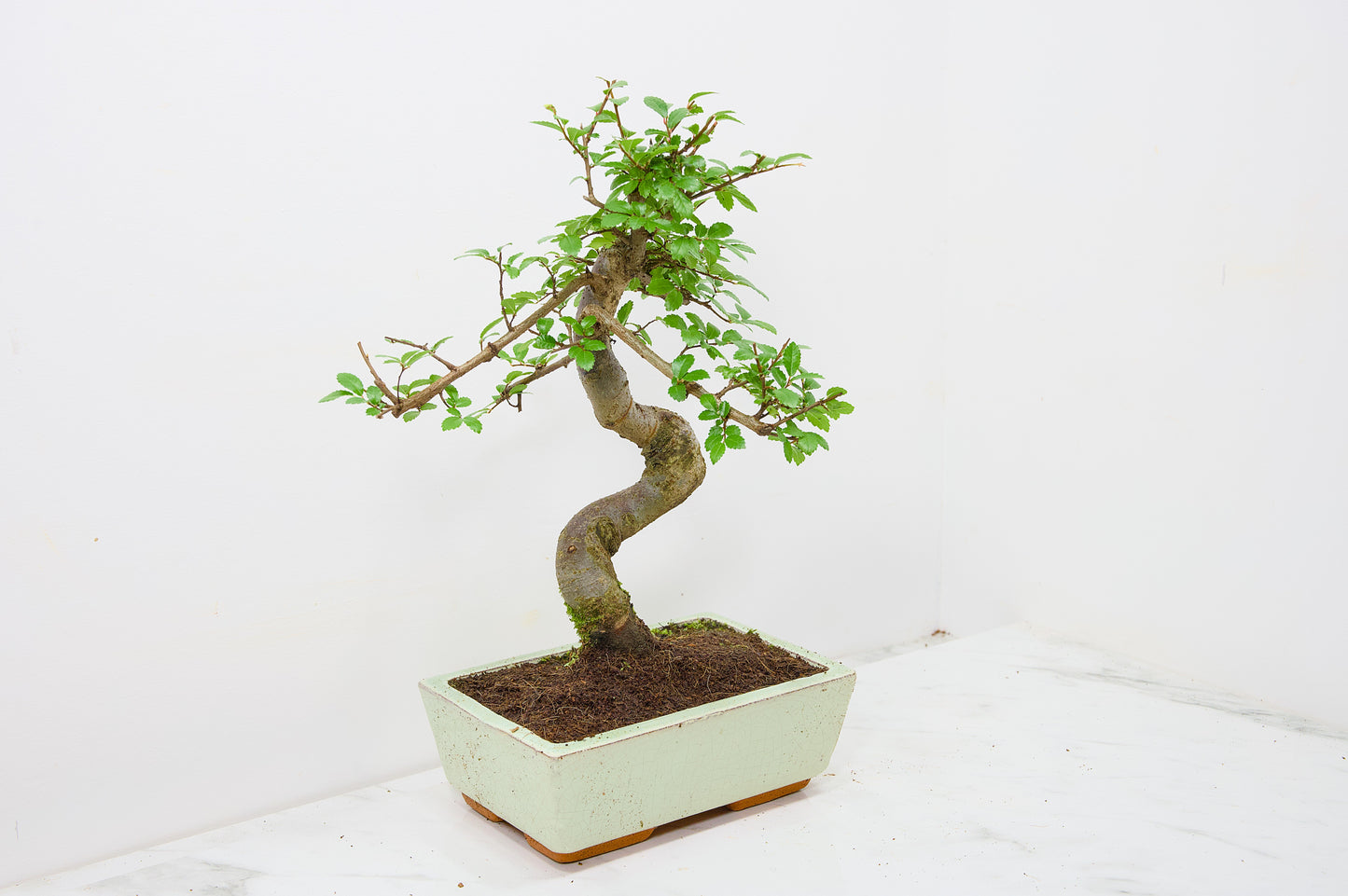 Chinese Elm Bonsai and Care Kit in 18cm Cream Ceramic Pot