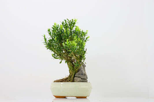 Chinese Box  Bonsai Tree - Rock  - 16cm Cream Ceramic Pot