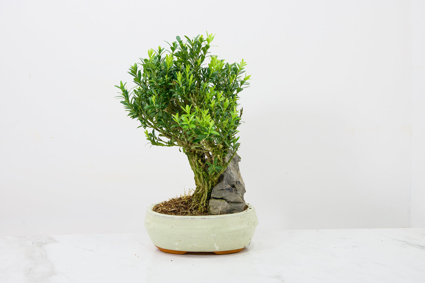 Chinese Box  Bonsai Tree - Rock  - 16cm Cream Ceramic Pot