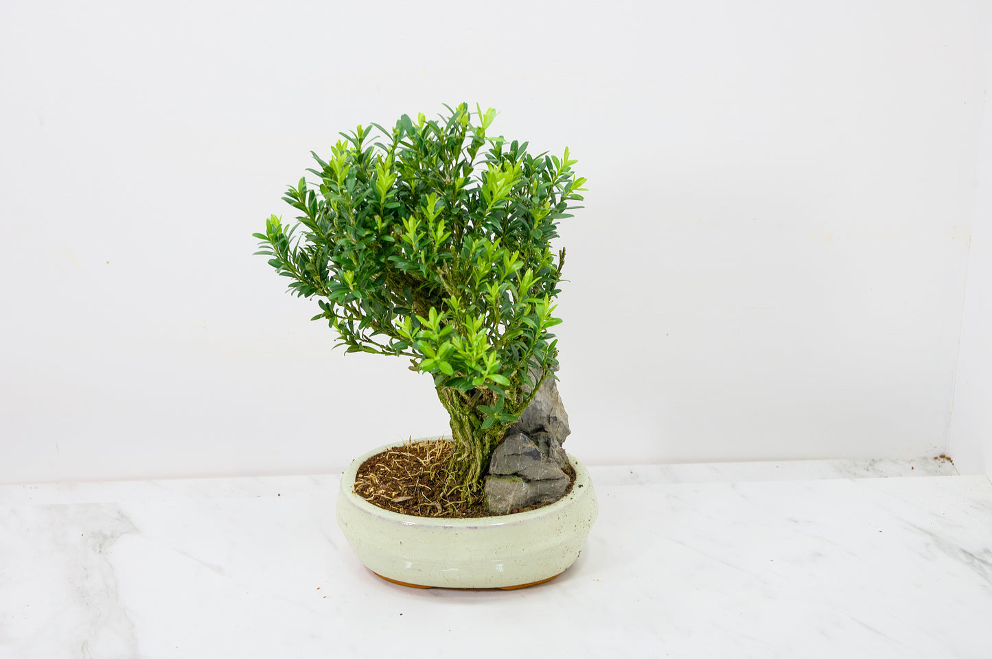 Chinese Box  Bonsai Tree - Rock  - 16cm Cream Ceramic Pot