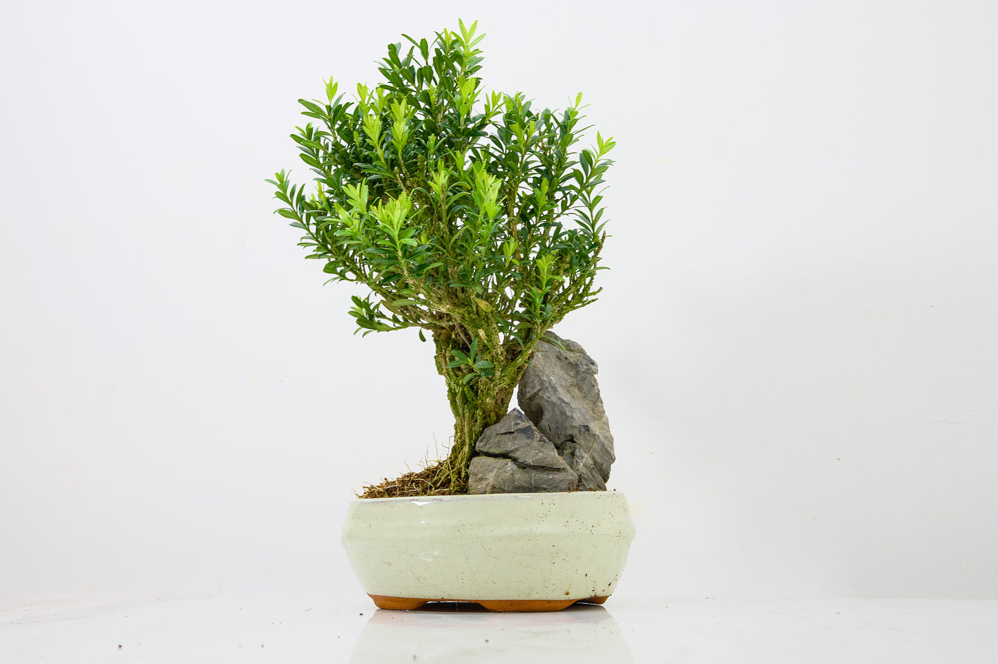 Chinese Box  Bonsai Tree - Rock  - 16cm Cream Ceramic Pot