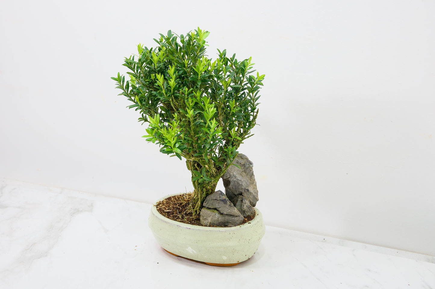 Chinese Box  Bonsai Tree - Rock  - 16cm Cream Ceramic Pot