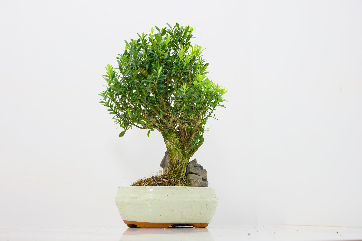 Chinese Box  Bonsai Tree - Rock  - 16cm Cream Ceramic Pot