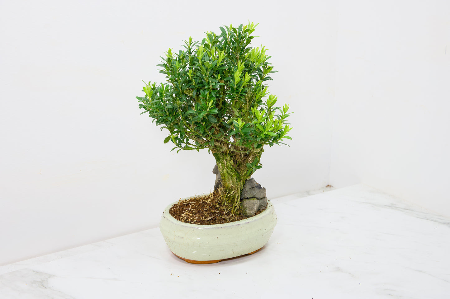 Chinese Box  Bonsai Tree - Rock  - 16cm Cream Ceramic Pot