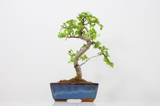 Chinese Elm Bonsai and Care Kit in 15cm Navy Ceramic Pot