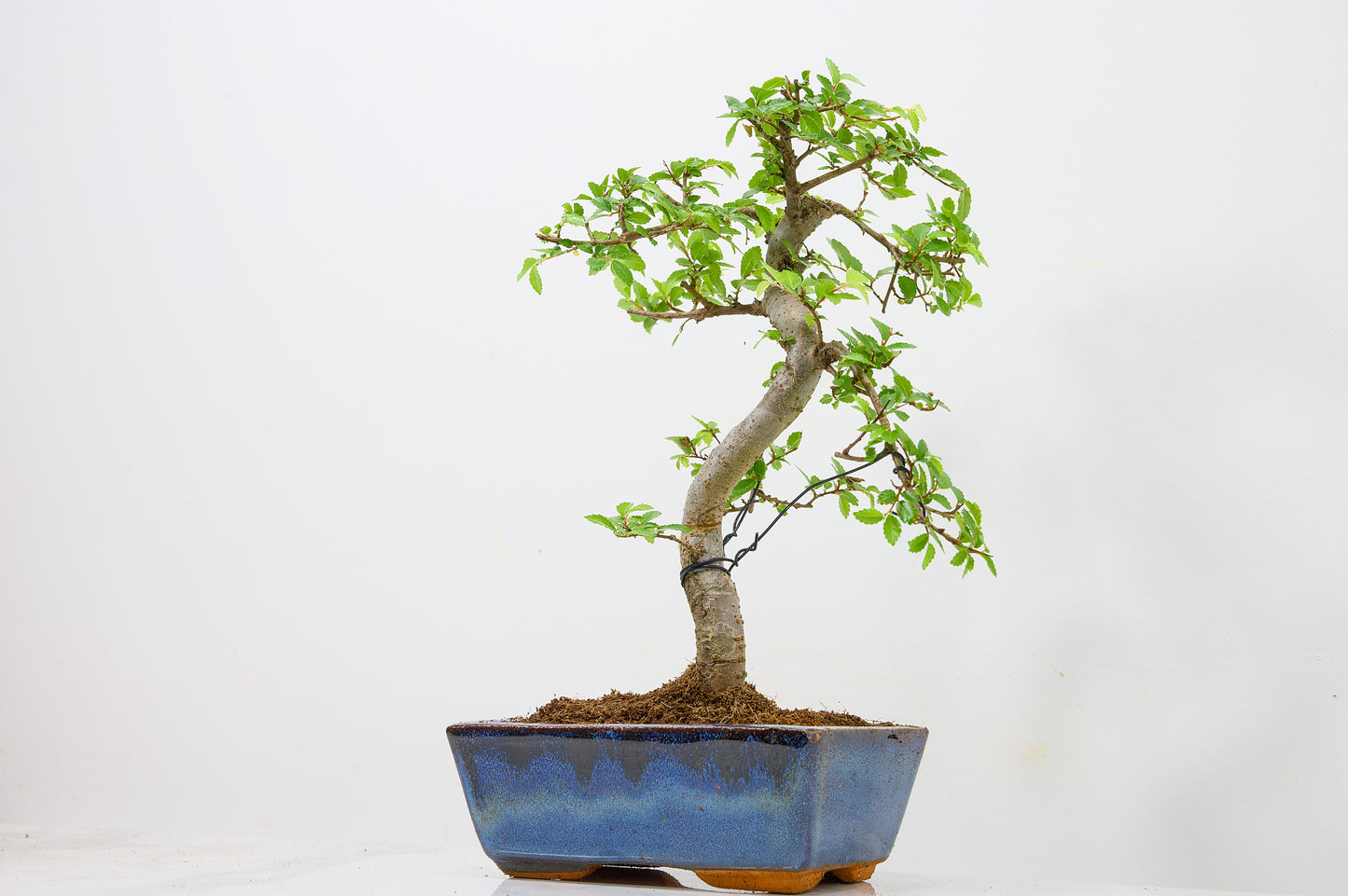 Chinese Elm Bonsai and Care Kit in 15cm Navy Ceramic Pot