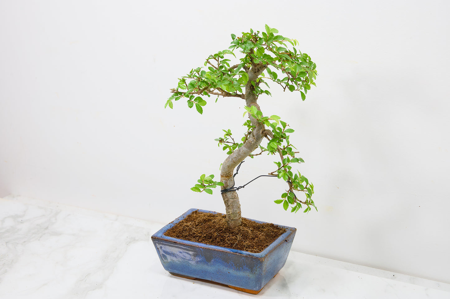 Chinese Elm Bonsai and Care Kit in 15cm Navy Ceramic Pot