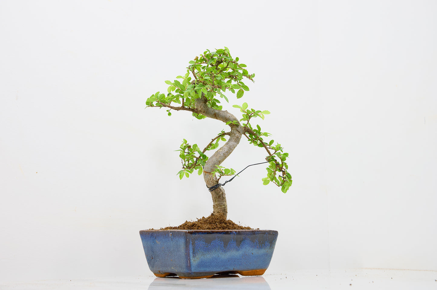Chinese Elm Bonsai and Care Kit in 15cm Navy Ceramic Pot