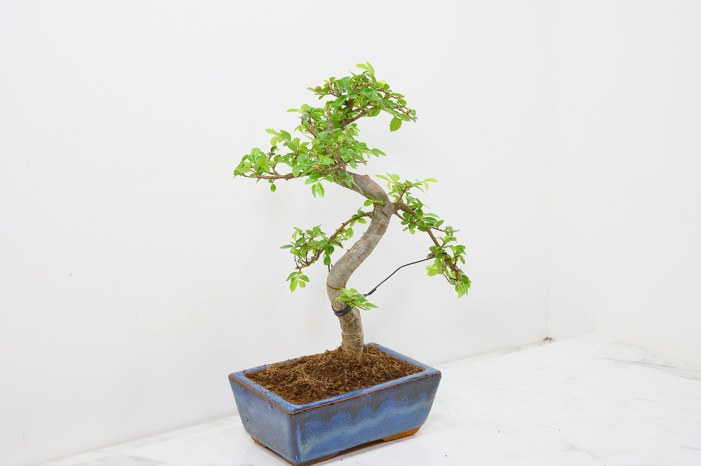 Chinese Elm Bonsai and Care Kit in 15cm Navy Ceramic Pot