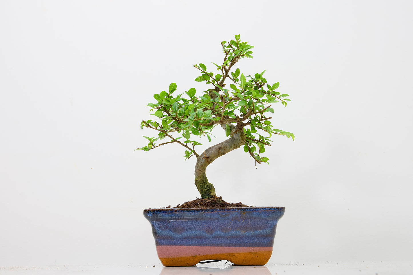 Chinese Elm Bonsai and Care Kit in 15cm Navy Ceramic Pot