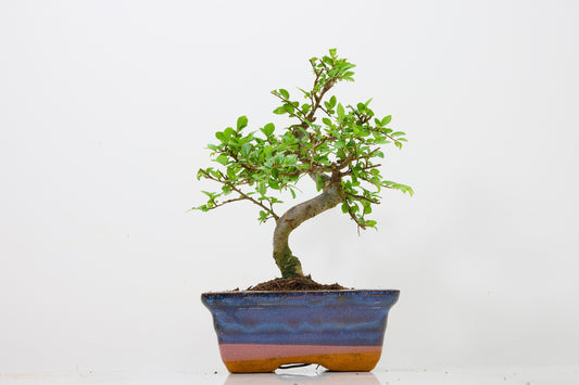 Chinese Elm Bonsai and Care Kit in 15cm Navy Ceramic Pot