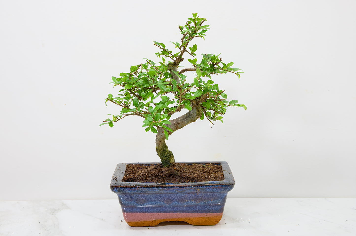 Chinese Elm Bonsai and Care Kit in 15cm Navy Ceramic Pot