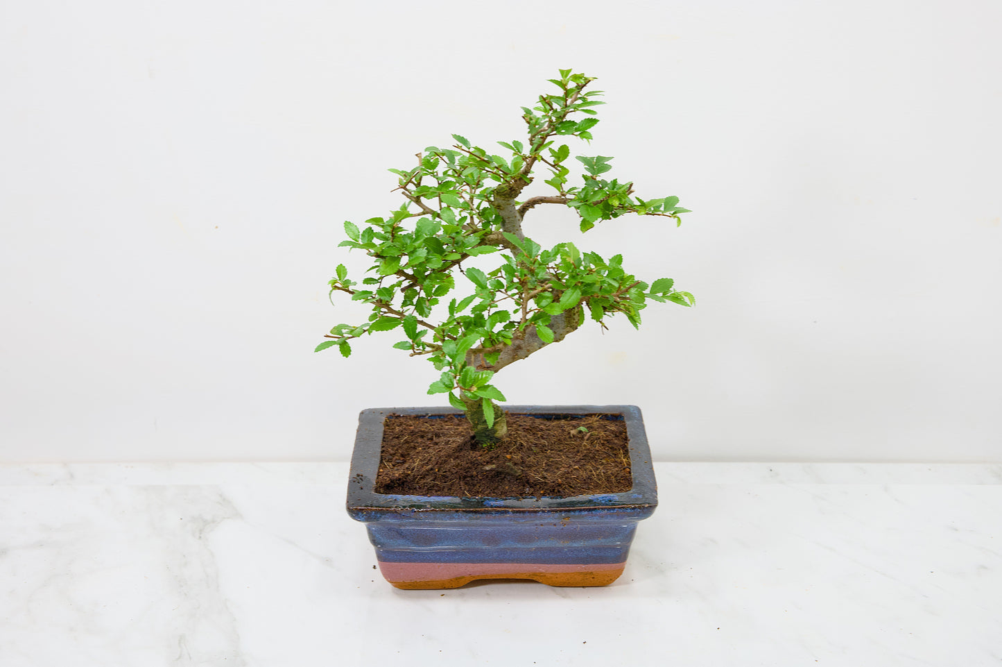 Chinese Elm Bonsai and Care Kit in 15cm Navy Ceramic Pot