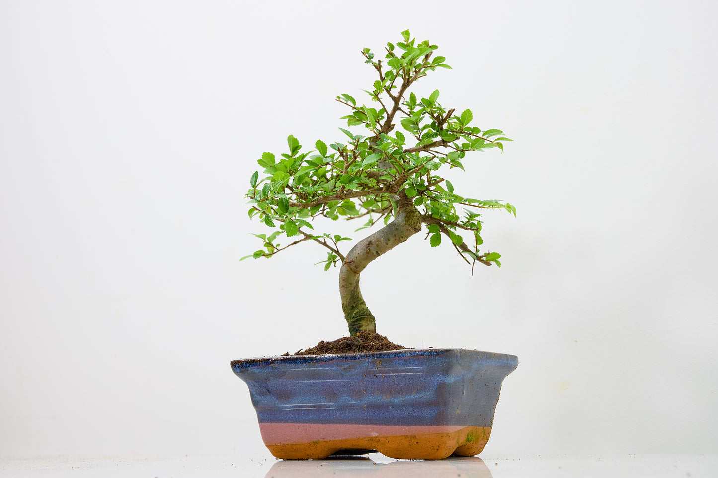 Chinese Elm Bonsai and Care Kit in 15cm Navy Ceramic Pot
