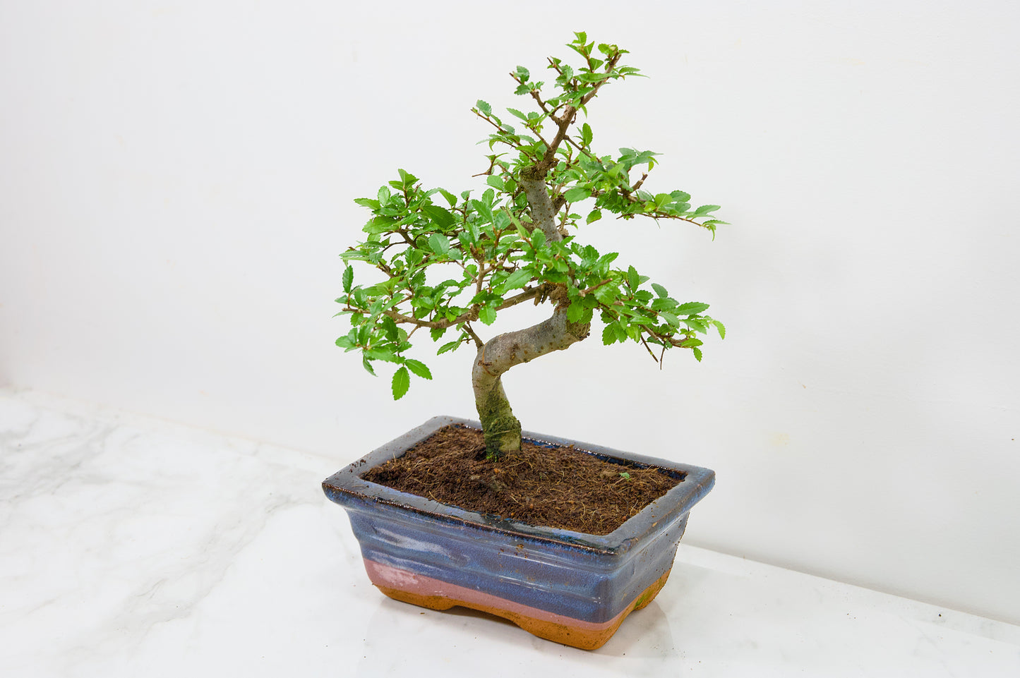Chinese Elm Bonsai and Care Kit in 15cm Navy Ceramic Pot
