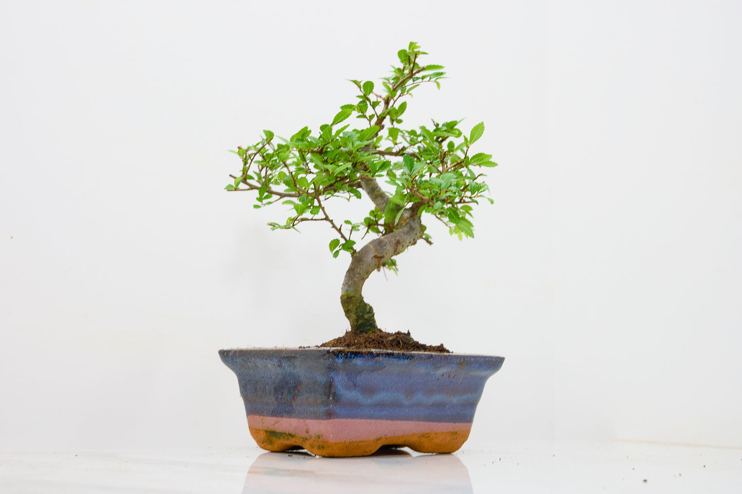 Chinese Elm Bonsai and Care Kit in 15cm Navy Ceramic Pot