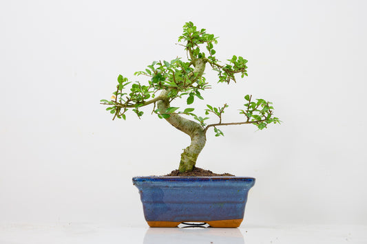 Chinese Elm Bonsai and Care Kit in 15cm Navy Ceramic Pot