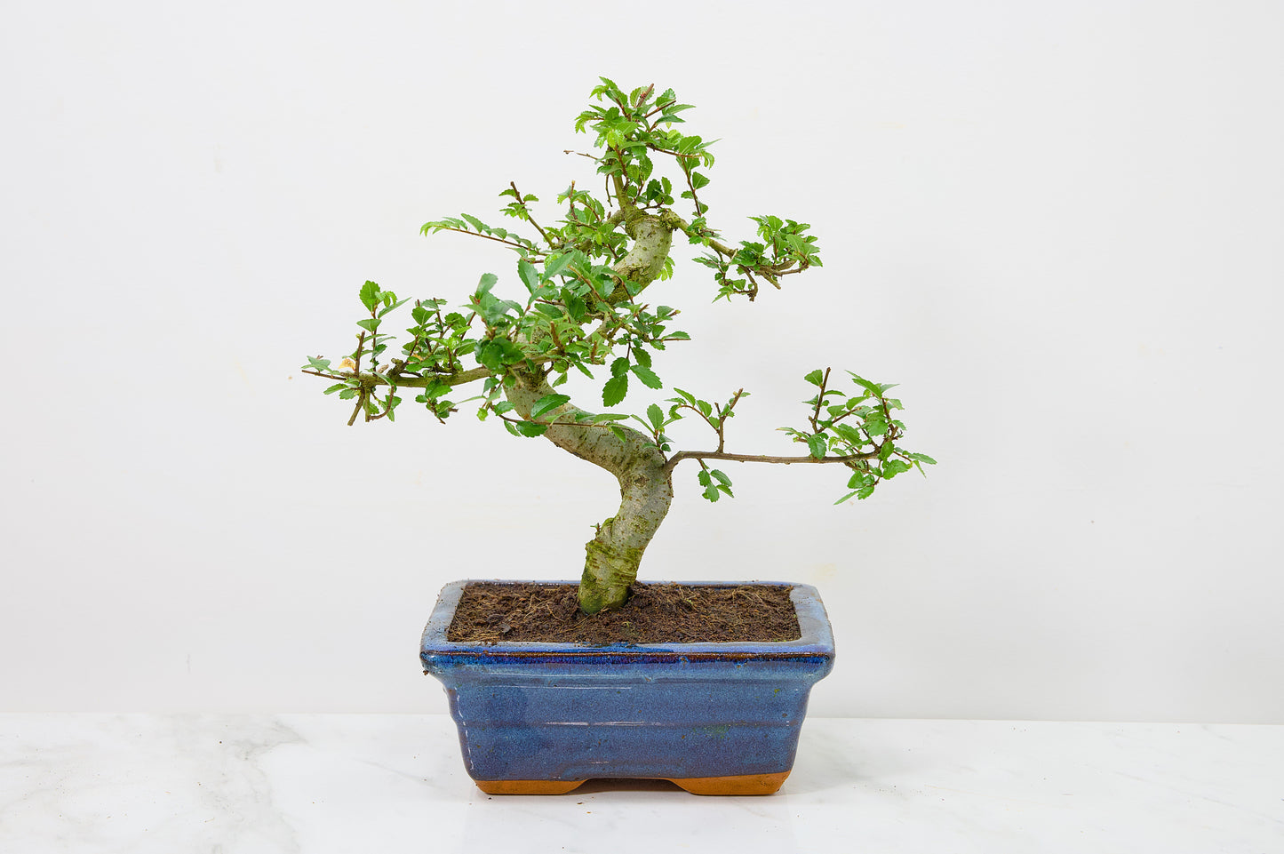 Chinese Elm Bonsai and Care Kit in 15cm Navy Ceramic Pot