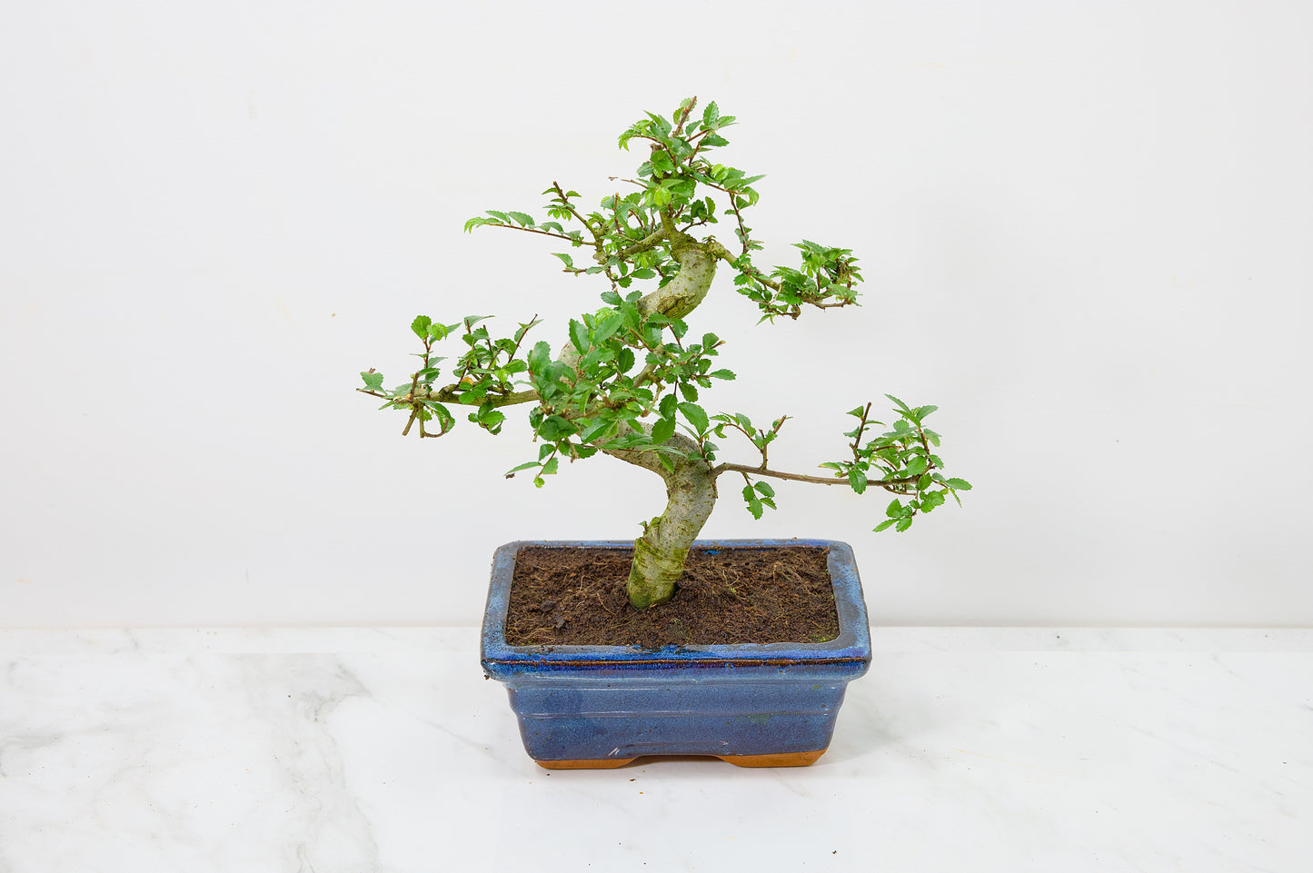 Chinese Elm Bonsai and Care Kit in 15cm Navy Ceramic Pot