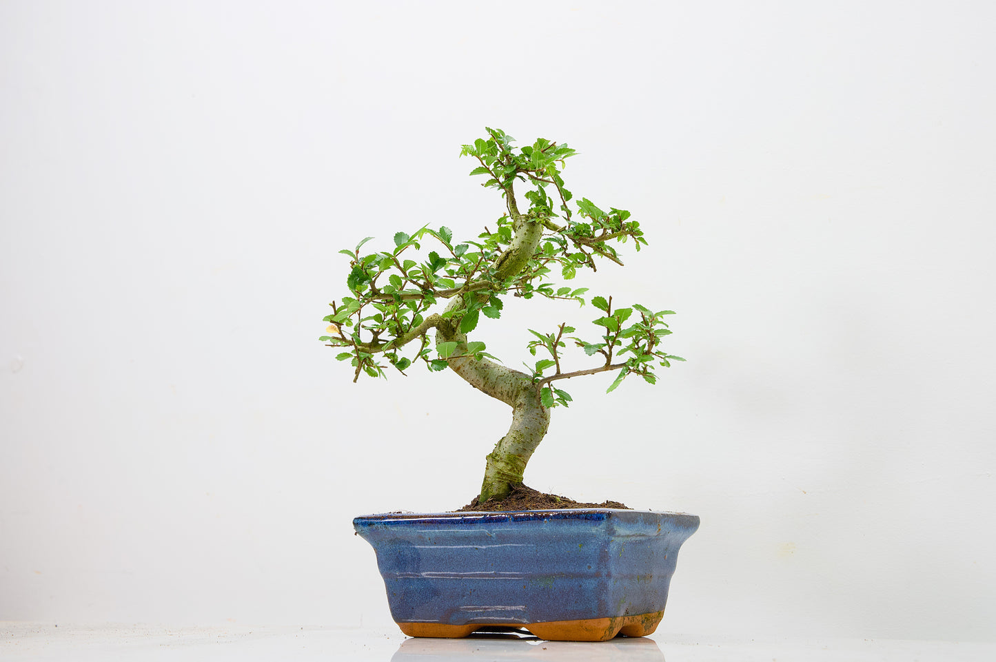 Chinese Elm Bonsai and Care Kit in 15cm Navy Ceramic Pot
