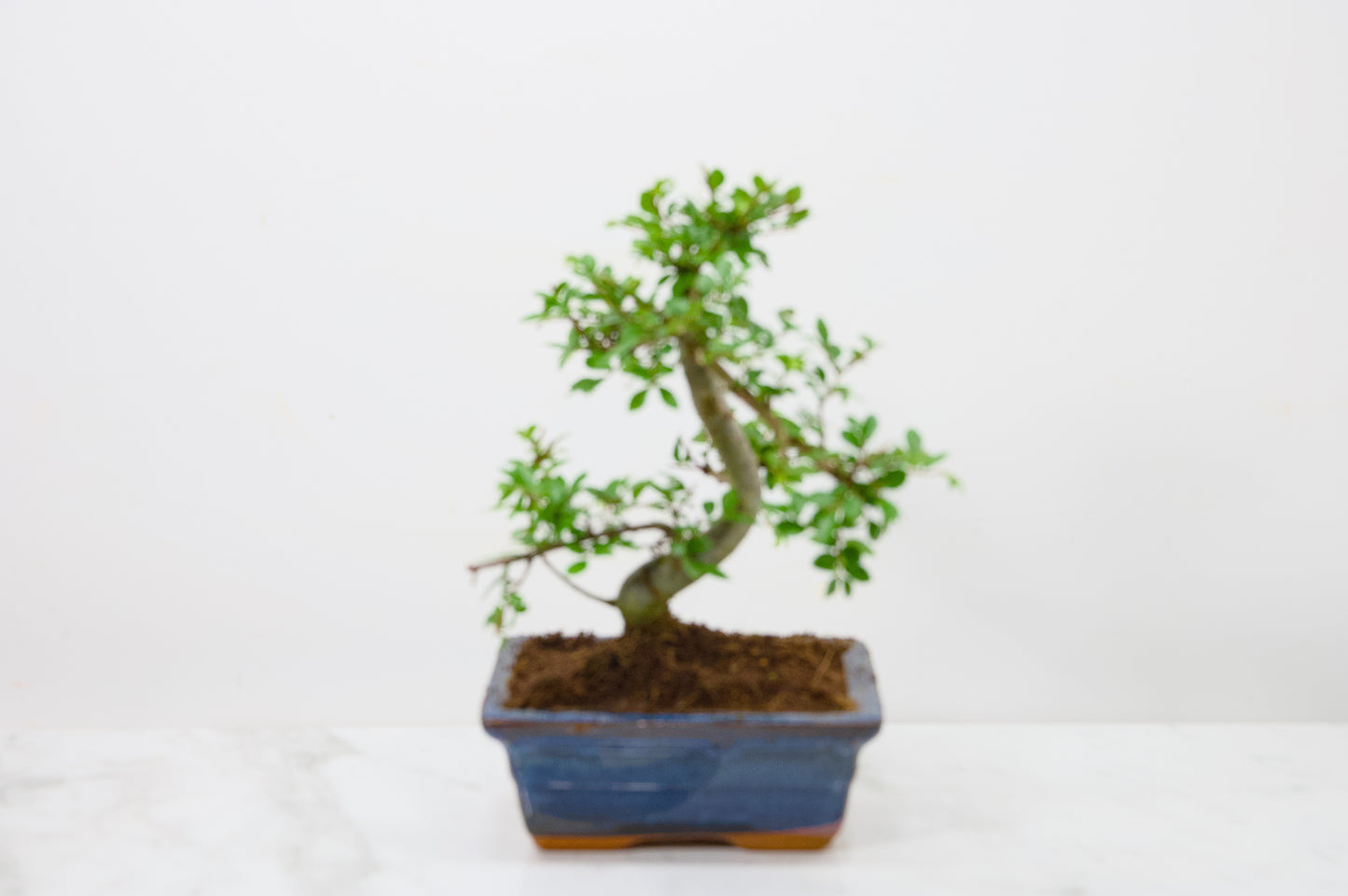 Chinese Elm Bonsai and Care Kit in 15cm Navy Ceramic Pot