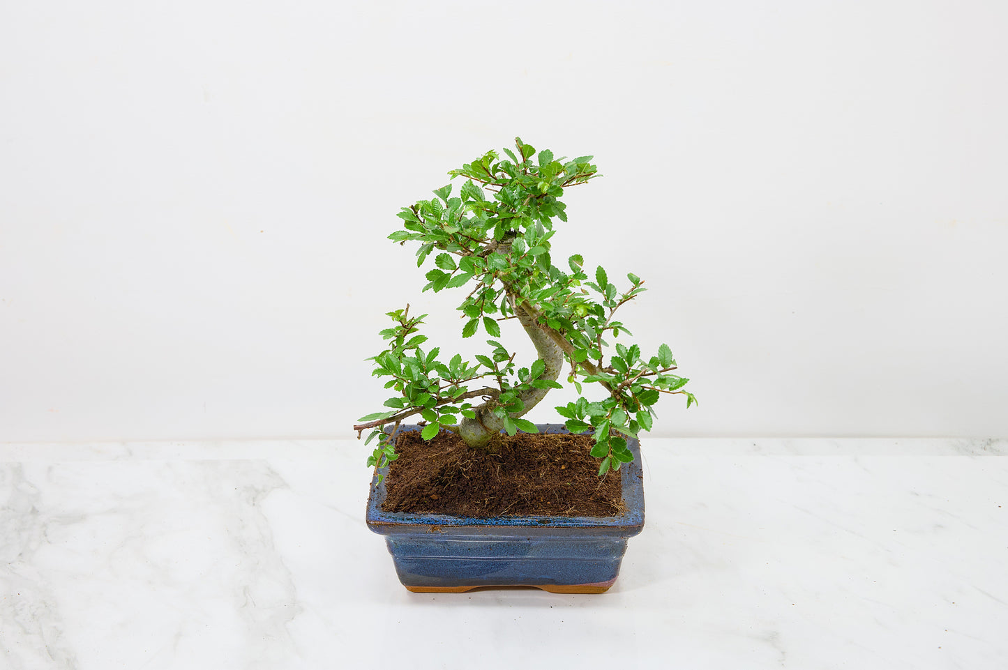 Chinese Elm Bonsai and Care Kit in 15cm Navy Ceramic Pot