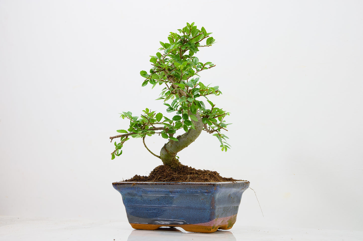 Chinese Elm Bonsai and Care Kit in 15cm Navy Ceramic Pot