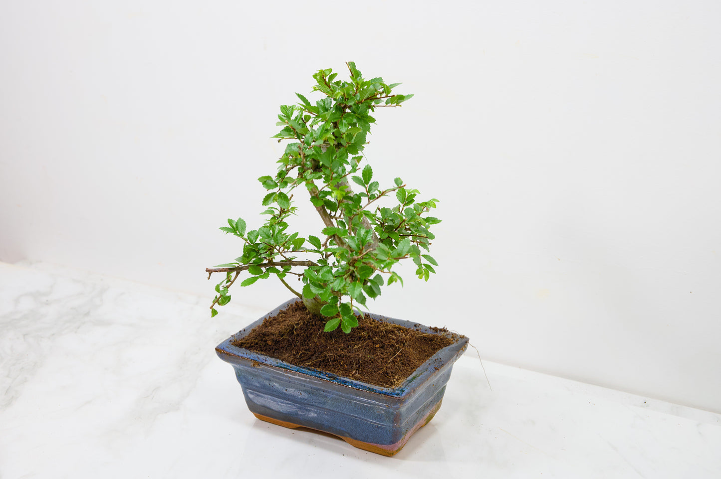 Chinese Elm Bonsai and Care Kit in 15cm Navy Ceramic Pot