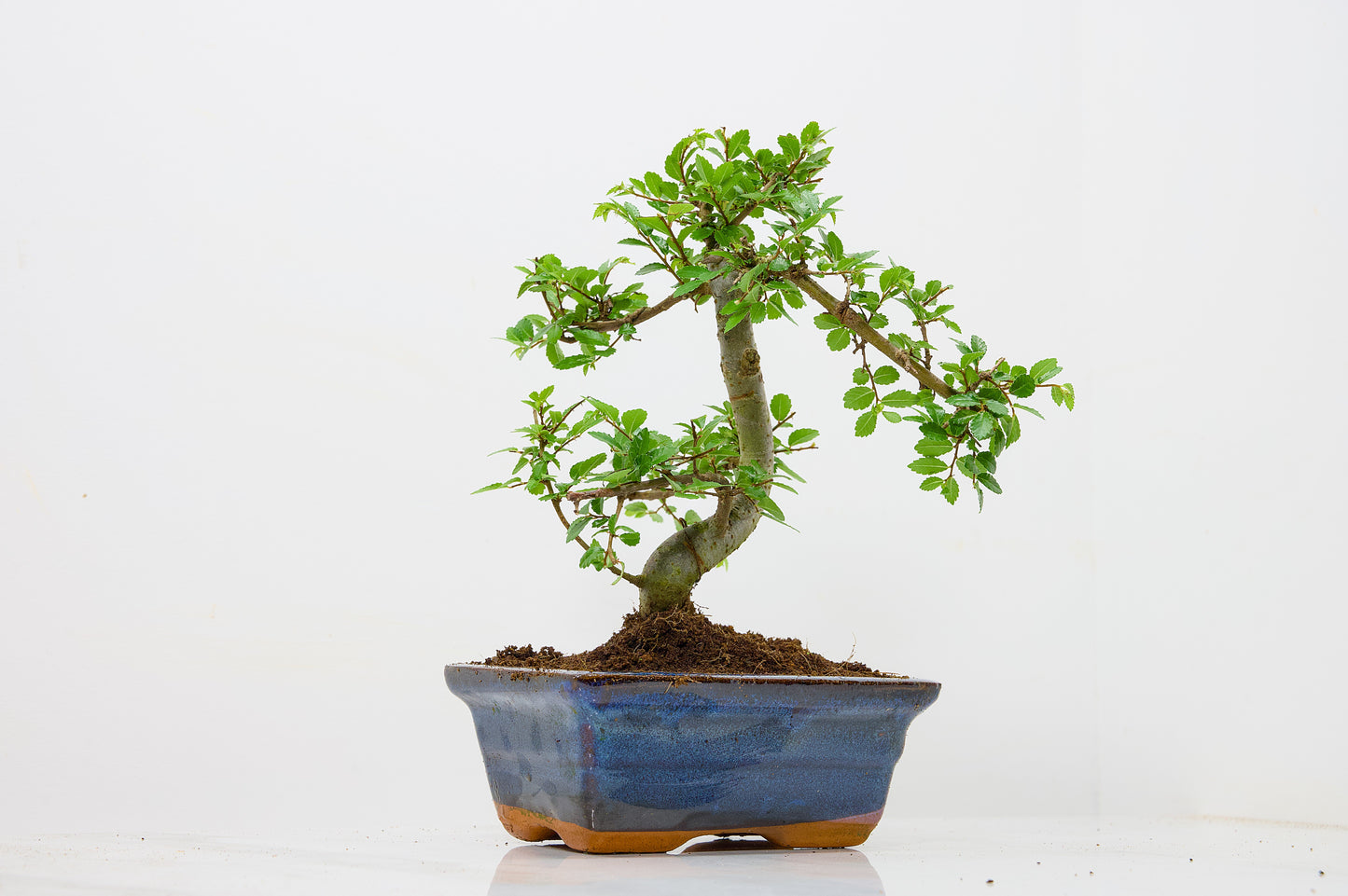 Chinese Elm Bonsai and Care Kit in 15cm Navy Ceramic Pot