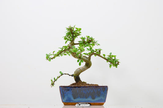 Chinese Elm Bonsai and Care Kit in 15cm Navy Ceramic Pot