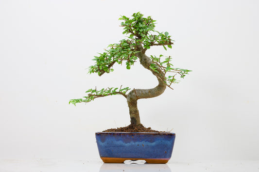 Chinese Elm Bonsai and Care Kit in 15cm Navy Ceramic Pot