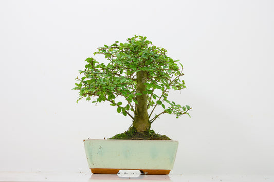 Chinese Elm Bonsai and Care Kit in 18cm Cream Ceramic Pot