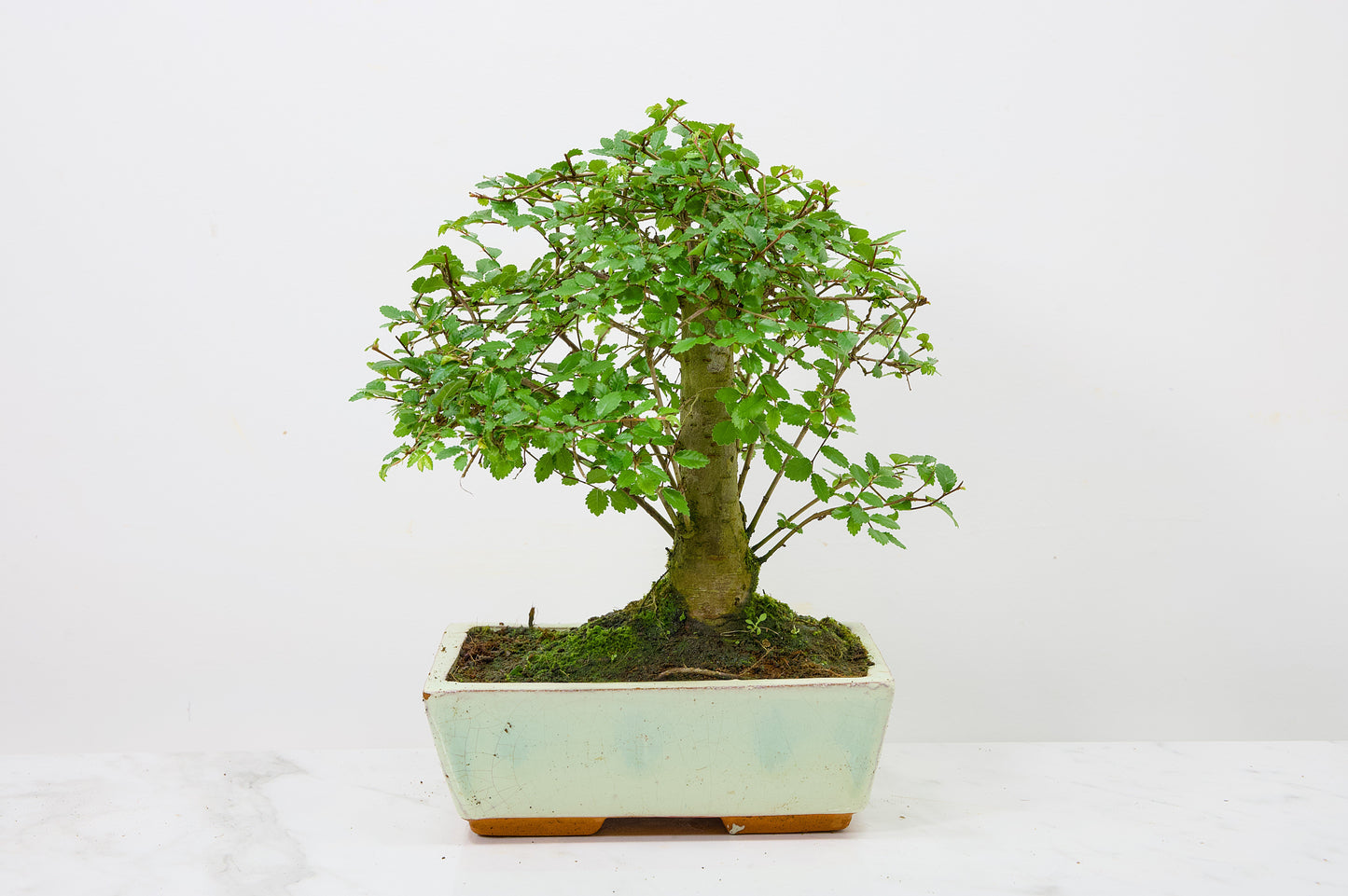 Chinese Elm Bonsai and Care Kit in 18cm Cream Ceramic Pot