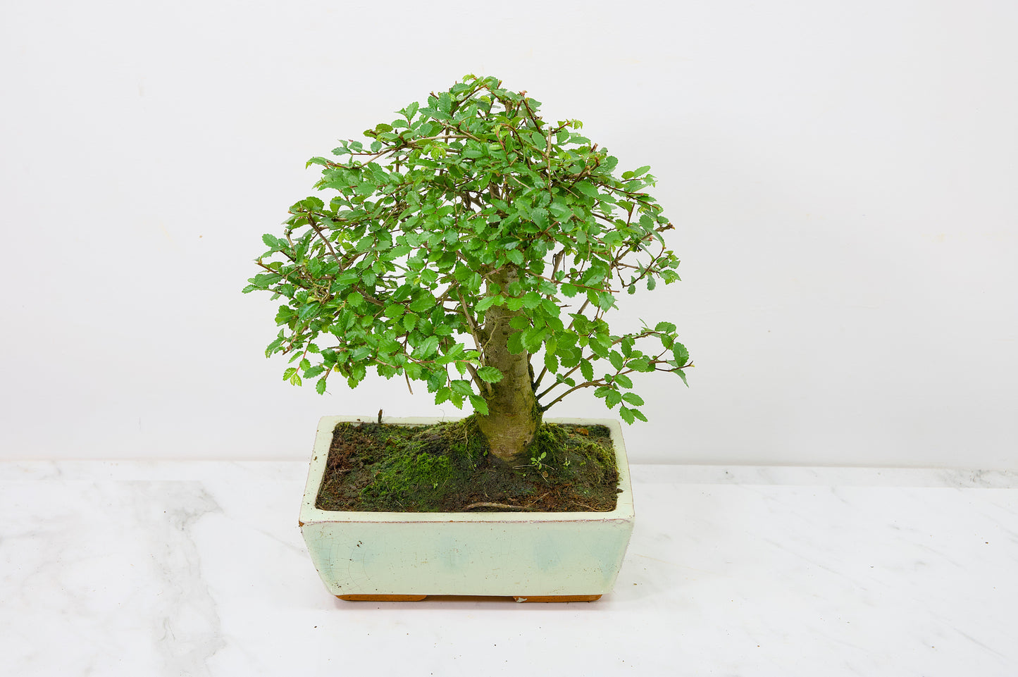 Chinese Elm Bonsai and Care Kit in 18cm Cream Ceramic Pot
