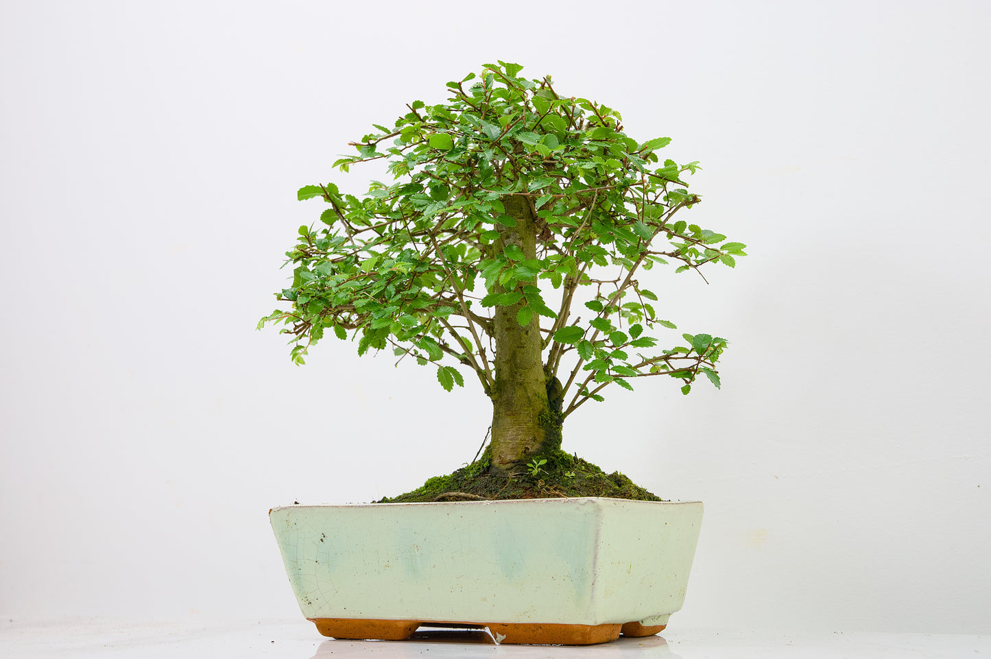Chinese Elm Bonsai and Care Kit in 18cm Cream Ceramic Pot