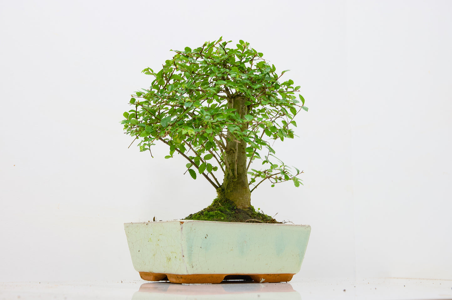 Chinese Elm Bonsai and Care Kit in 18cm Cream Ceramic Pot