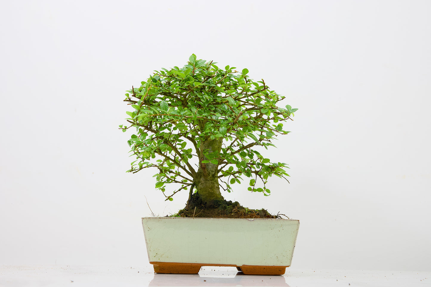 Chinese Elm Bonsai and Care Kit in 18cm Cream Ceramic Pot