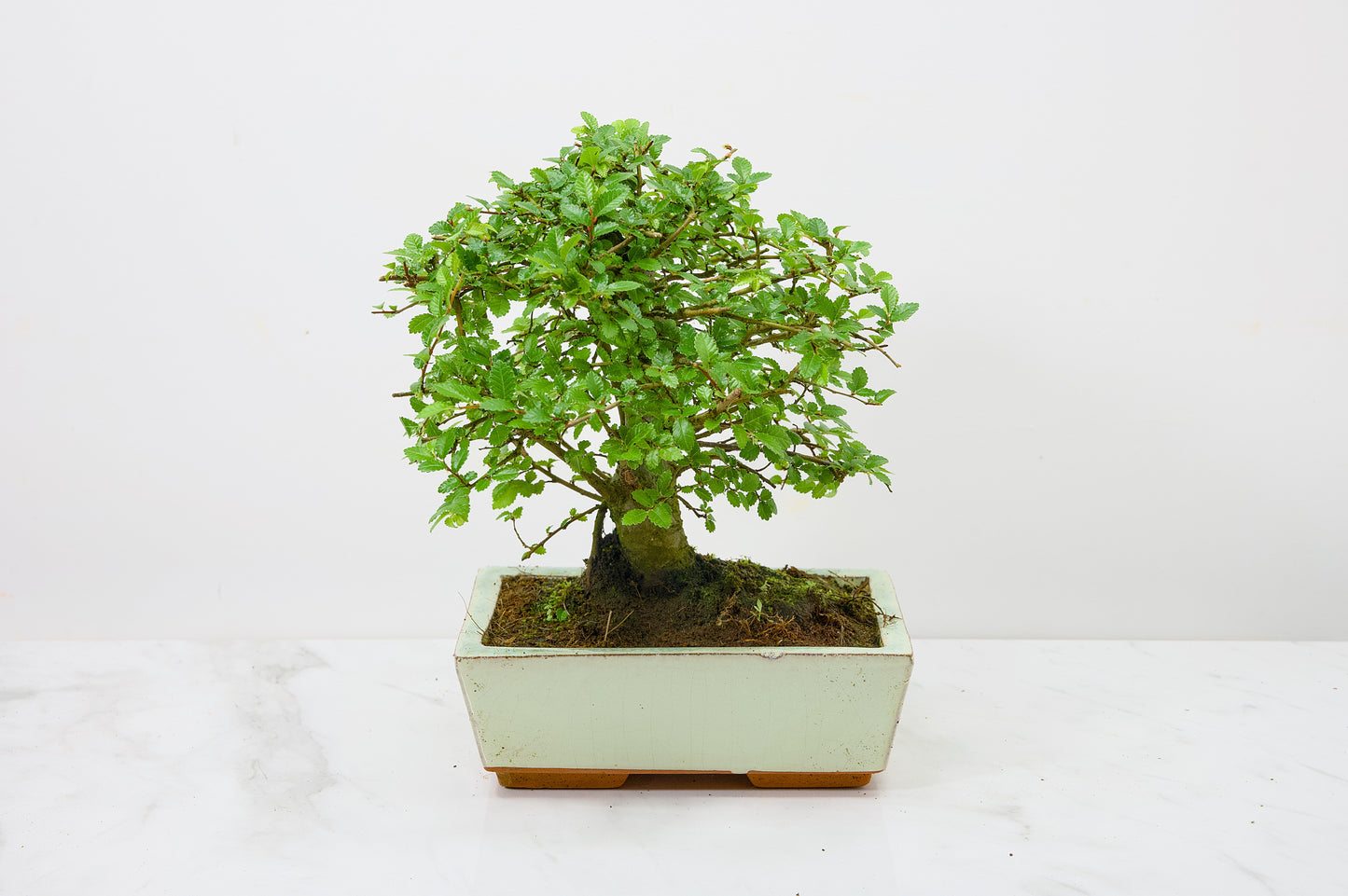 Chinese Elm Bonsai and Care Kit in 18cm Cream Ceramic Pot