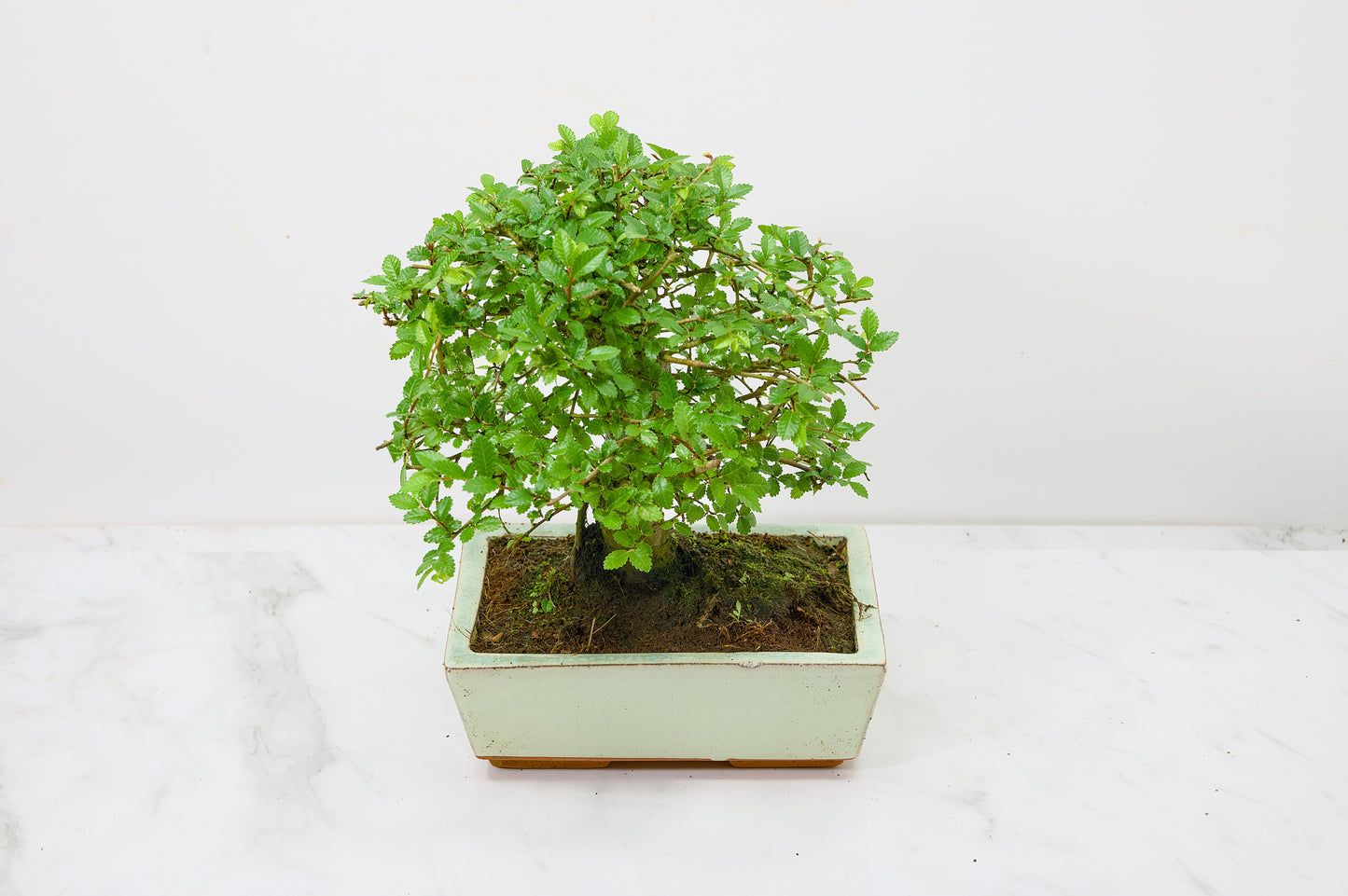 Chinese Elm Bonsai and Care Kit in 18cm Cream Ceramic Pot