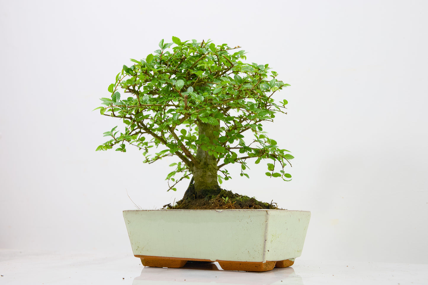 Chinese Elm Bonsai and Care Kit in 18cm Cream Ceramic Pot