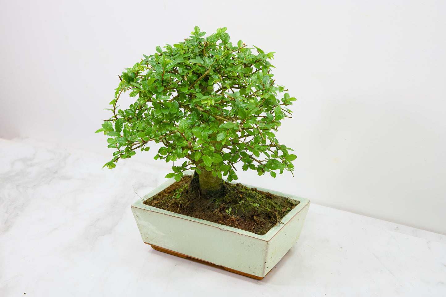 Chinese Elm Bonsai and Care Kit in 18cm Cream Ceramic Pot