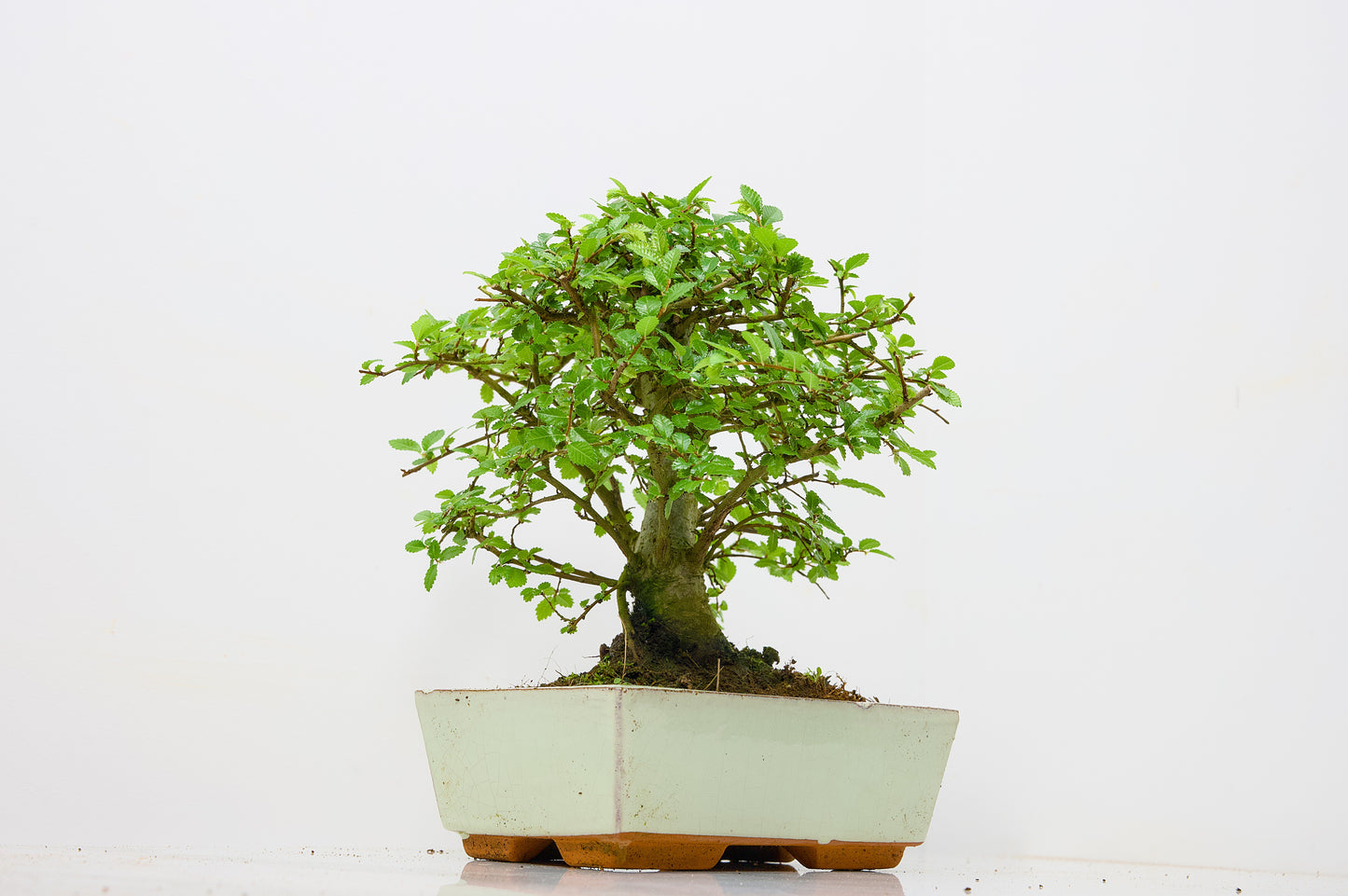 Chinese Elm Bonsai and Care Kit in 18cm Cream Ceramic Pot
