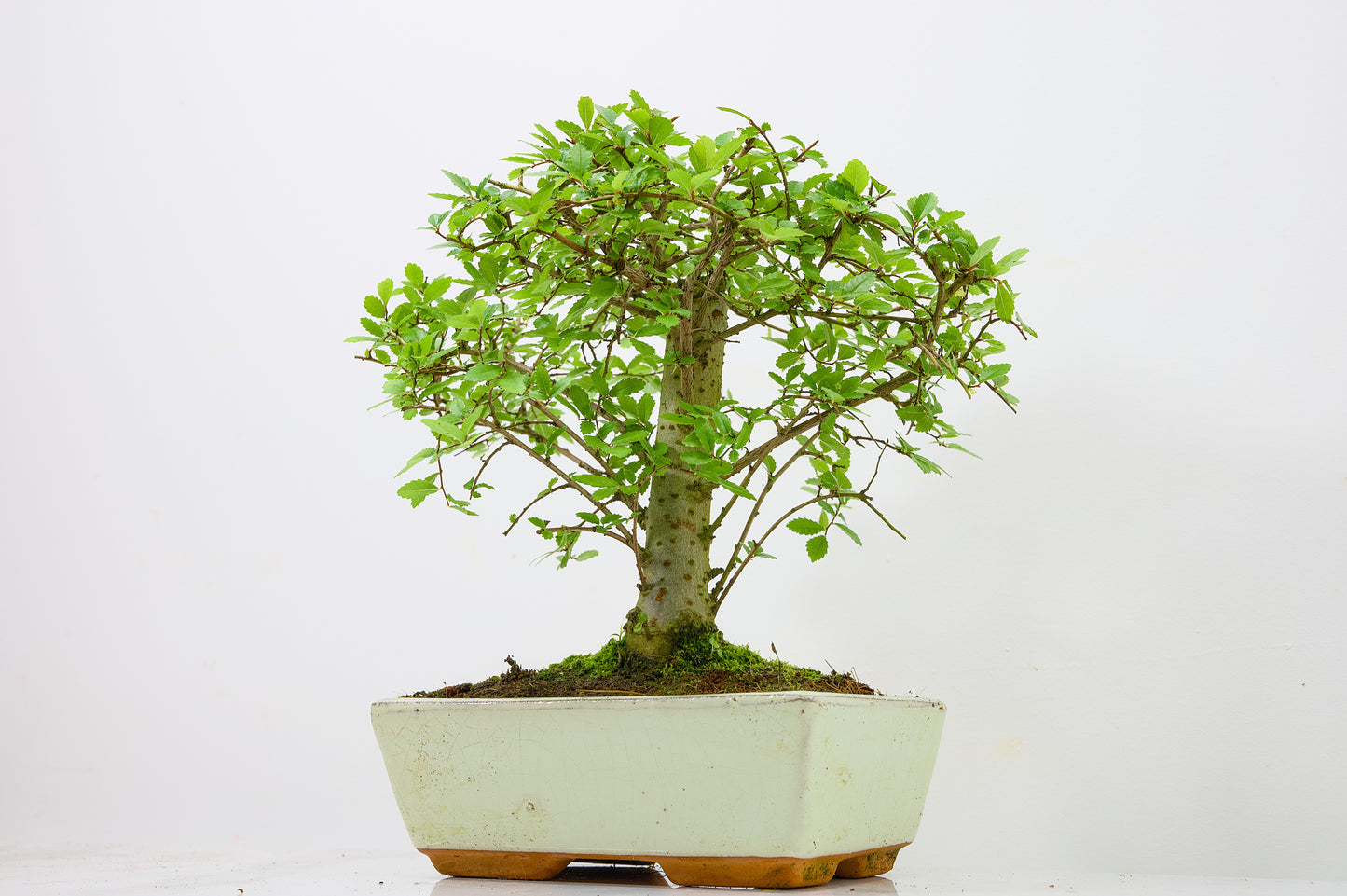 Chinese Elm Bonsai and Care Kit in 18cm Cream Ceramic Pot
