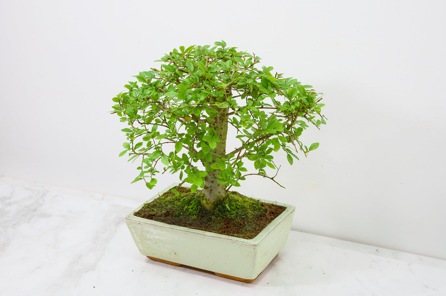Chinese Elm Bonsai and Care Kit in 18cm Cream Ceramic Pot