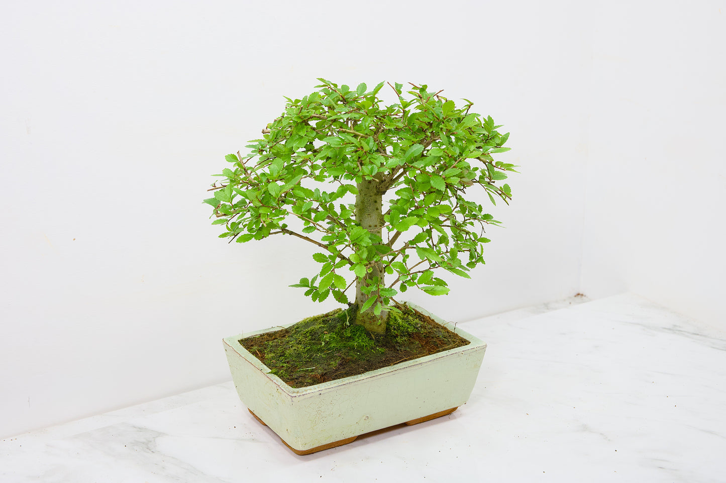 Chinese Elm Bonsai and Care Kit in 18cm Cream Ceramic Pot