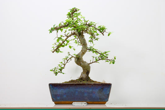 Chinese Elm Bonsai and Care Kit in 25cm Navy Ceramic Pot