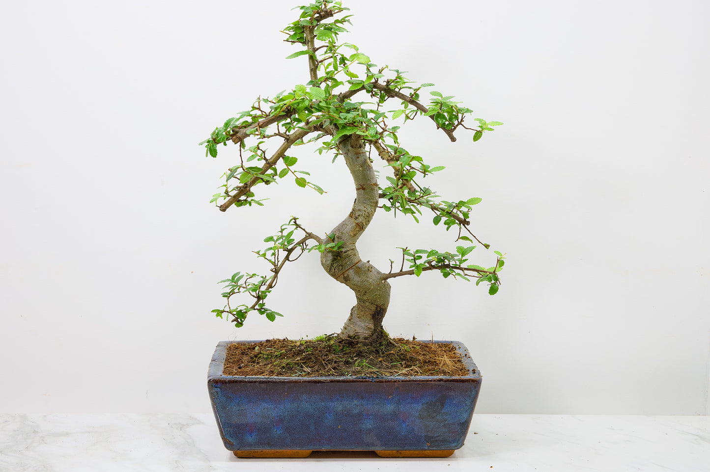 Chinese Elm Bonsai and Care Kit in 25cm Navy Ceramic Pot