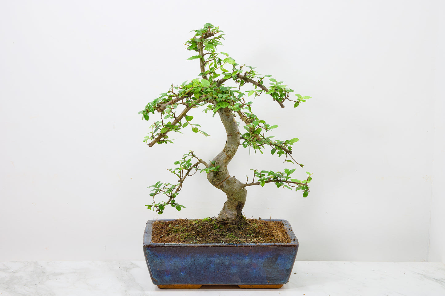 Chinese Elm Bonsai and Care Kit in 25cm Navy Ceramic Pot