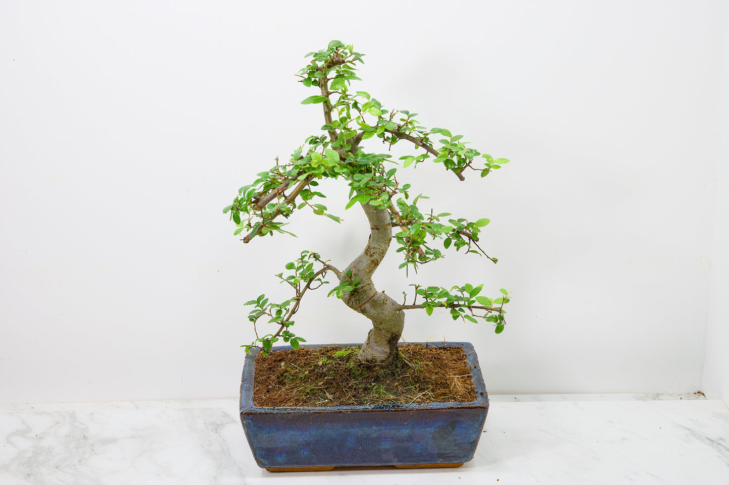Chinese Elm Bonsai and Care Kit in 25cm Navy Ceramic Pot